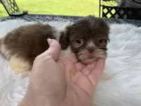 Coco, a female Shih Tzu for sale in Lucedale, MS – 2 of 5