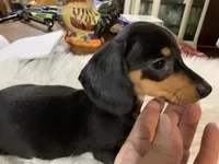 Sally , a female Miniature Dachshund for sale in Lucedale, MS – 2 of 3