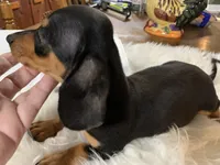 Spot, a male Miniature Dachshund for sale in Lucedale, MS – 3 of 9