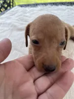 Hunter , a male Miniature Dachshund for sale in Lucedale, MS – 1 of 3