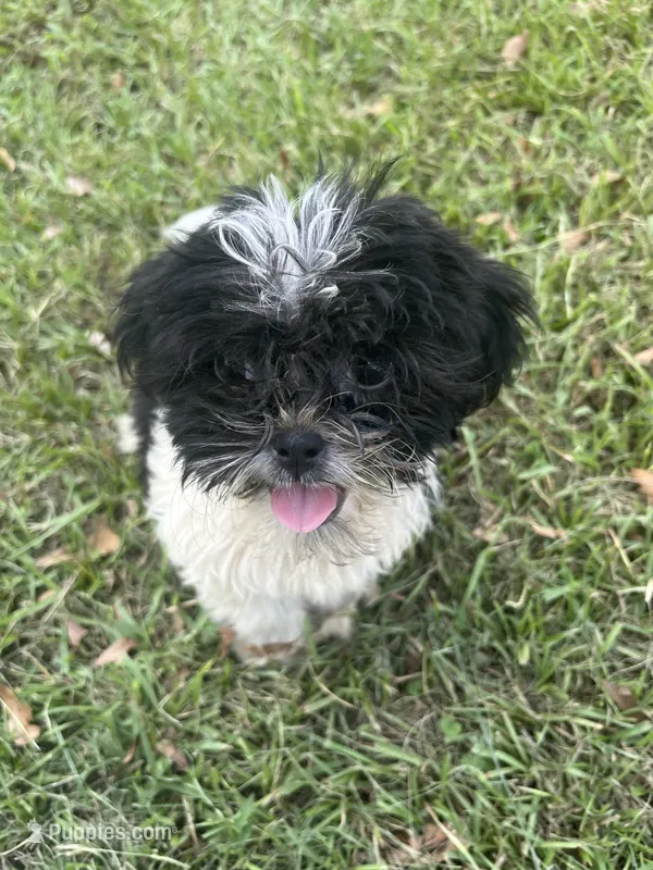 Billy bob – Shih Tzu puppy for sale in Lucedale, MS
