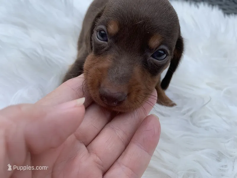 Cletus – Miniature Dachshund puppy for sale in Lucedale, MS