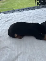 Doug, a male Miniature Dachshund for sale in Lucedale, MS – 3 of 3