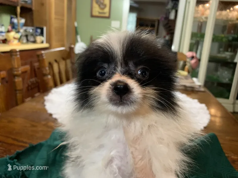 Rex – Pomeranian puppy for sale in Lucedale, MS