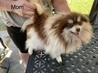 Rex, a male Pomeranian for sale in Lucedale, MS – 5 of 6