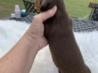 Cletus, a male Miniature Dachshund for sale in Lucedale, MS – 2 of 8