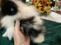 Rex teacup, a male Pomeranian for sale in Lucedale, MS – 7 of 9