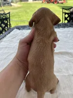Hunter , a male Miniature Dachshund for sale in Lucedale, MS – 2 of 3