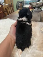 Black widow , a female Shih Tzu for sale in Lucedale, MS – 2 of 3