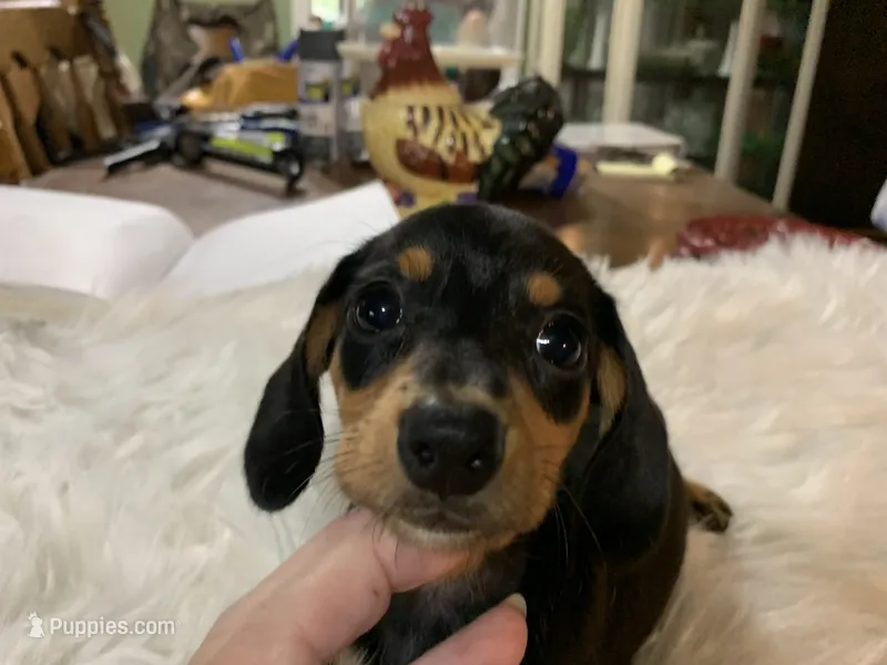 Sally  – Miniature Dachshund puppy for sale in Lucedale, MS