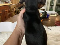 Douglas, a male Miniature Dachshund for sale in Lucedale, MS – 2 of 3