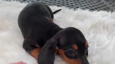 Hershey, a female Miniature Dachshund for sale in Lucedale, MS – 8 of 8