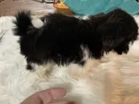 Susie, a female Shih Tzu for sale in Lucedale, MS – 2 of 8