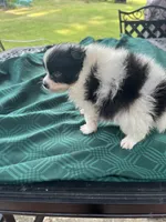 Rex, a male Pomeranian for sale in Lucedale, MS – 3 of 6