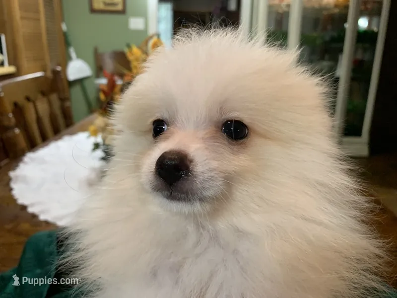 Rocky teacup – Pomeranian puppy for sale in Lucedale, MS