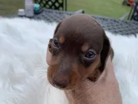 Cletus, a male Miniature Dachshund for sale in Lucedale, MS – 7 of 8