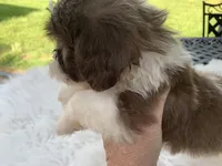 Ricky, a male Shih Tzu for sale in Lucedale, MS – 4 of 5