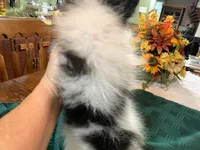 Rex, a male Pomeranian for sale in Lucedale, MS – 7 of 10