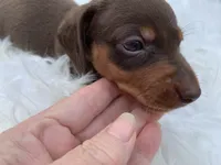 Cletus, a male Miniature Dachshund for sale in Lucedale, MS – 6 of 8