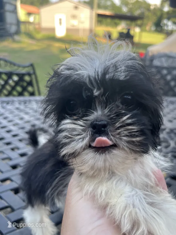 Susie – Shih Tzu puppy for sale in Lucedale, MS