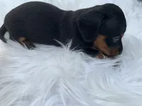 Ogla, a male Miniature Dachshund for sale in Lucedale, MS – 5 of 8