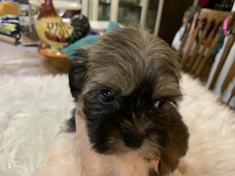 Ted – Shih Tzu puppy for sale in Lucedale, MS