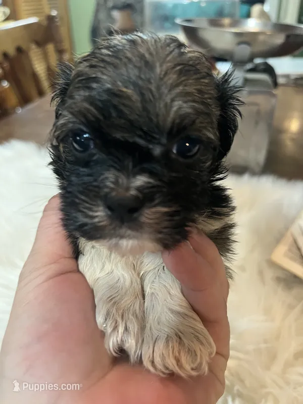 Ted – Shih Tzu puppy for sale in Lucedale, MS