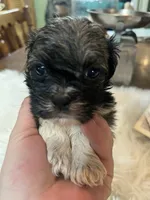 Ted, a male Shih Tzu for sale in Lucedale, MS – 1 of 3