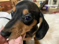Spot, a male Miniature Dachshund for sale in Lucedale, MS – 8 of 9