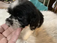 Billy bob, a male Shih Tzu for sale in Lucedale, MS – 7 of 10
