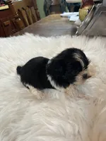 Black widow , a female Shih Tzu for sale in Lucedale, MS – 3 of 3