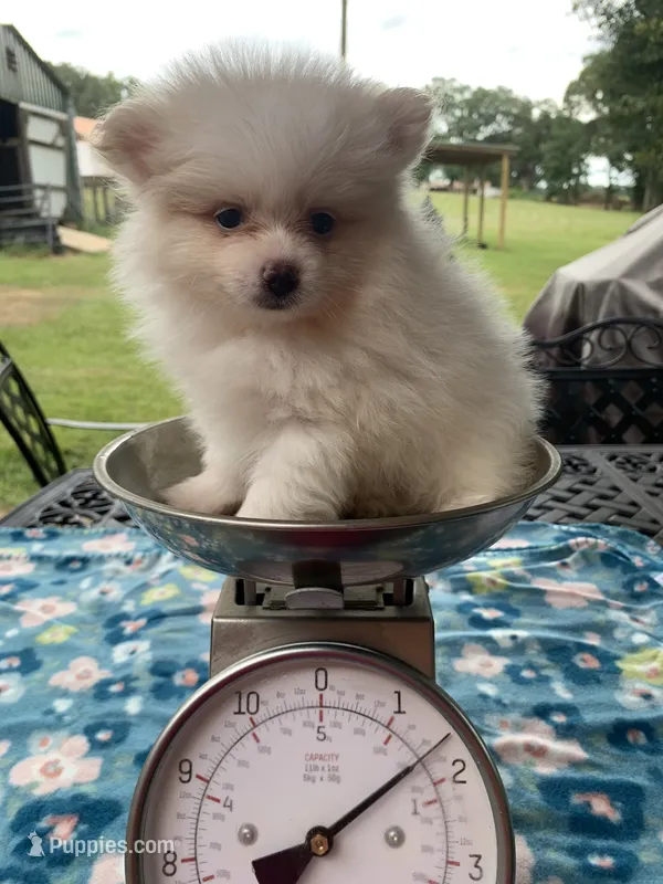 Rocky – Pomeranian puppy for sale in Lucedale, MS
