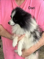 Rocky, a male Pomeranian for sale in Lucedale, MS – 6 of 6