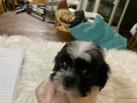 Susie, a female Shih Tzu for sale in Lucedale, MS – 4 of 8