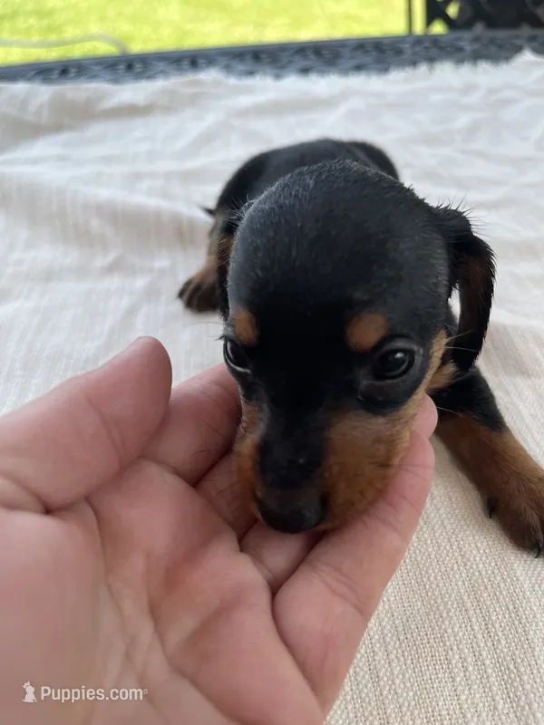 Stacy – Miniature Dachshund puppy for sale in Lucedale, MS