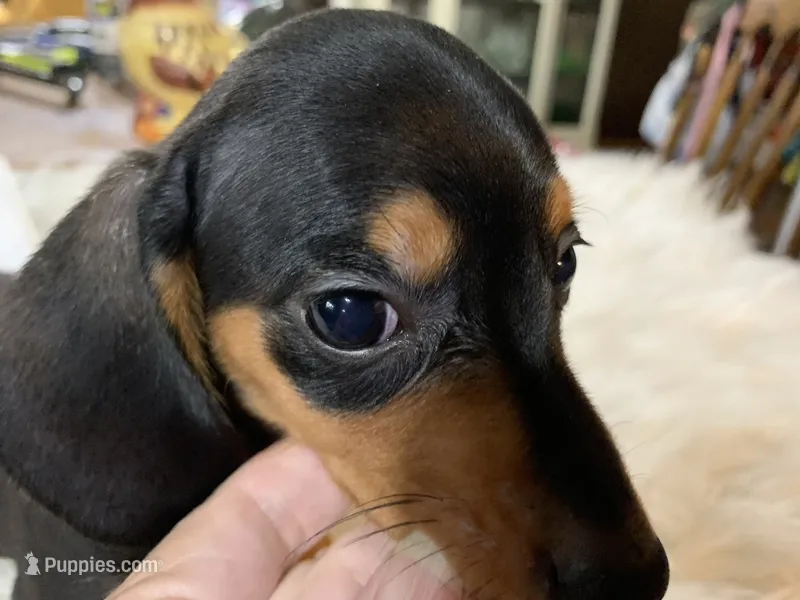 Spot – Miniature Dachshund puppy for sale in Lucedale, MS