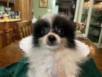 Rex teacup, a male Pomeranian for sale in Lucedale, MS – 2 of 9