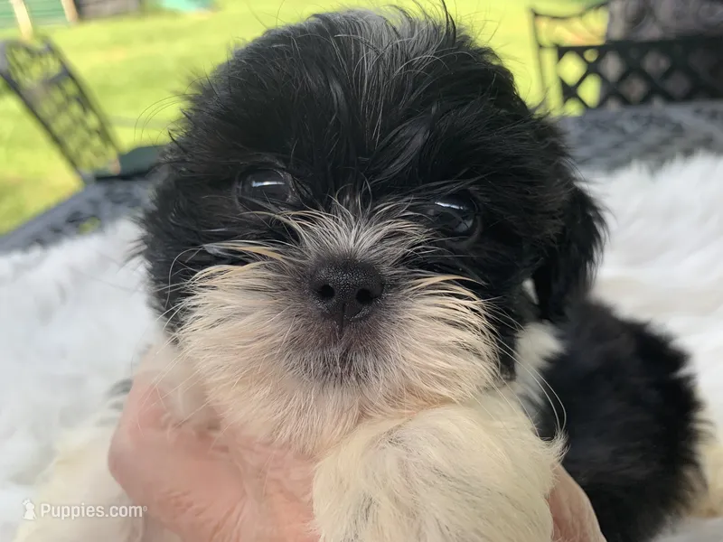Henry – Shih Tzu puppy for sale in Lucedale, MS