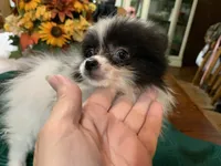 Rex teacup, a male Pomeranian for sale in Lucedale, MS – 6 of 9