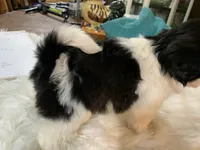 Buttercup , a female Shih Tzu for sale in Lucedale, MS – 2 of 9