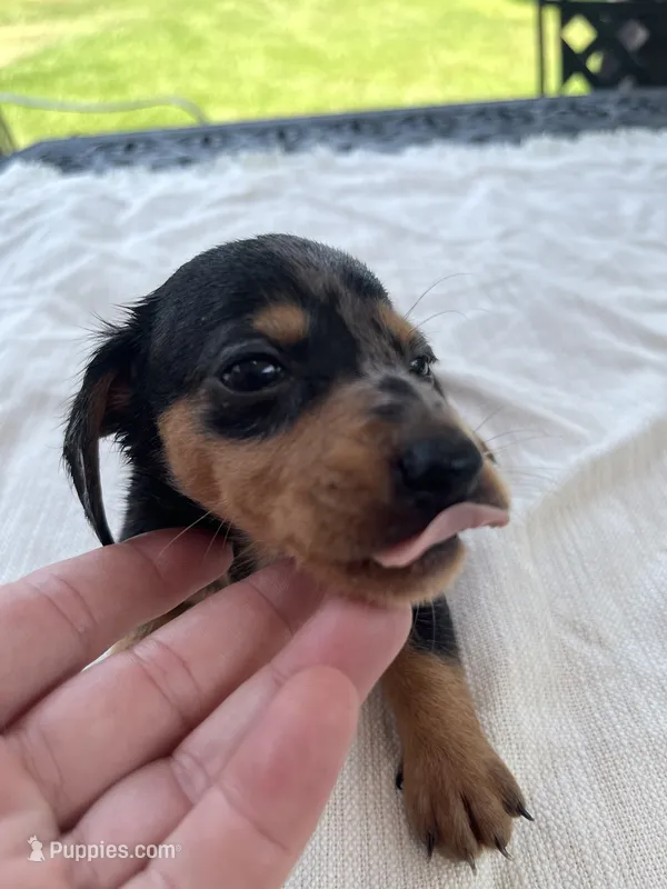 Dallas – Miniature Dachshund puppy for sale in Lucedale, MS