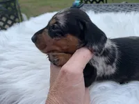 Ricky love, a male Miniature Dachshund for sale in Lucedale, MS – 6 of 8