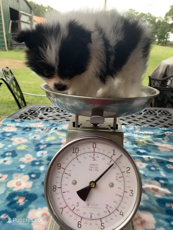 Rex – Pomeranian puppy for sale in Lucedale, MS