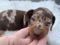 Hillbilly , a male Miniature Dachshund for sale in Lucedale, MS – 1 of 9