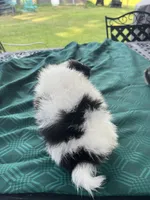 Rex, a male Pomeranian for sale in Lucedale, MS – 4 of 6