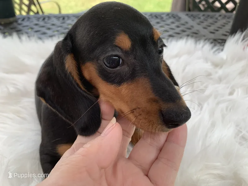 Hershey – Miniature Dachshund puppy for sale in Lucedale, MS
