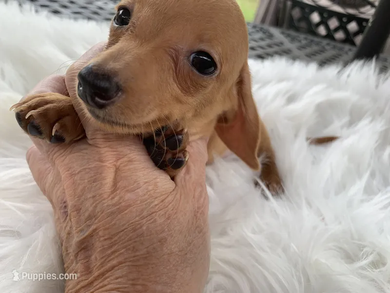 Tiny tim – Miniature Dachshund puppy for sale in Lucedale, MS
