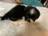 Billy bob, a male Shih Tzu for sale in Lucedale, MS – 3 of 10