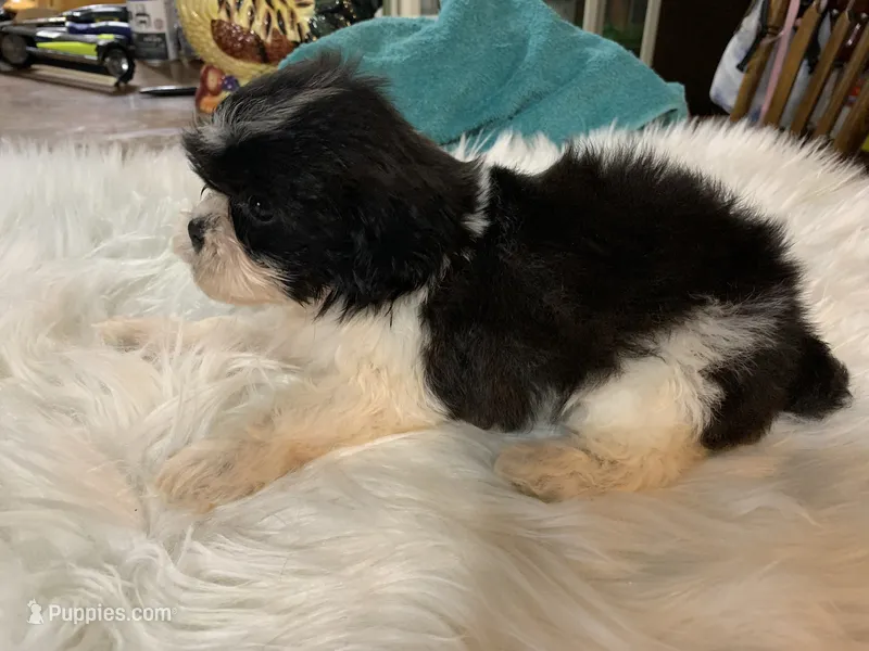 Betty jean – Shih Tzu puppy for sale in Lucedale, MS