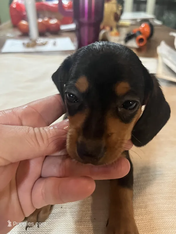 Spot – Miniature Dachshund puppy for sale in Lucedale, MS
